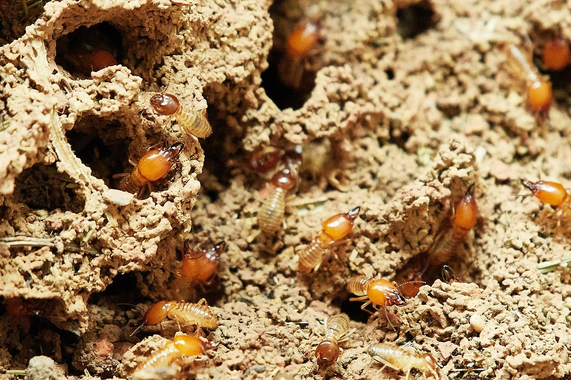 Dealing With Termites: A Homeowner’s Guide to Prevention and Treatment